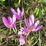 Colchicum multiflorumᱵᱟᱦᱟ