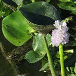 Pontederia rotundifolia Кветка