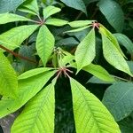 Aesculus parviflora Hoja