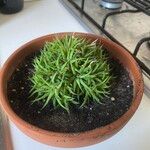 Haworthia angustifolia Leaf