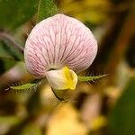 Acmispon americanusBlomst