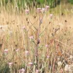 Erigeron acris Elinympäristö