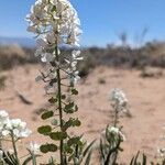 Lepidium montanum 花