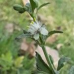 Scoparia dulcis Flower