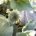 Abutilon indicum Плод