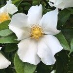 Rosa laevigata Blomst