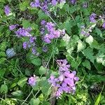 Lunaria redivivaCvet