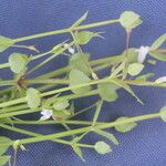 Lindernia dubia 形態