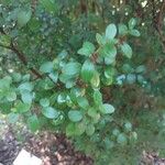 Myrsine africana Likasa