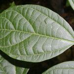 Celtis schippii Leaf