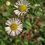 Erigeron annuus പുഷ്പം