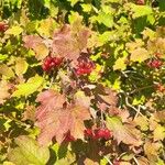 Viburnum opulusFruit