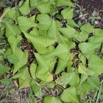 Ipomoea batatas Blatt