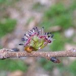 Ulmus rubra Blomma