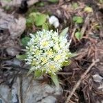 Petasites albus Λουλούδι