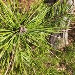 Pinus clausa