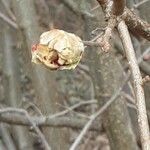 Alnus serrulata Flor