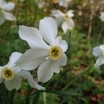 Narcissus poeticus 花