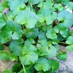 Viola hederacea Fuelha