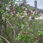 Syringa josikaea Flower