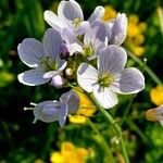 Cardamine pratensisफूल