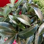 Ardisia crenata Leaf