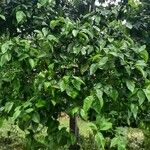 Citrus x paradisi 葉
