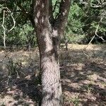 Quercus faginea Casca