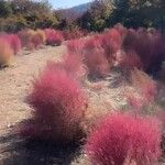 Muhlenbergia capillaris Levél