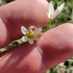 Nothoscordum bivalve Flor