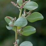 Atriplex portulacoides Leaf