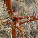 Vachellia seyal Casca