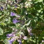 Nepeta × faassenii Frunză