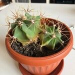 Ferocactus emoryi Leaf
