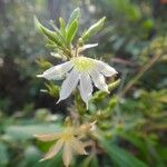Scaevola montana Цветок