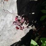 Oxalis hedysaroides Leaf
