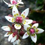 Saxifraga stellaris 花