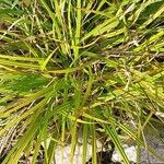 Carex flava ഇല