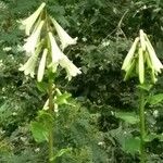 Cardiocrinum giganteum Kvet