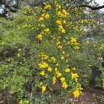 Adenocarpus telonensis 形態