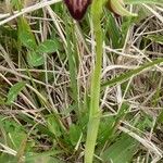 Ophrys arachnitiformis മറ്റ്