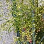 Petroselinum crispum Кветка