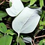 Smilax glauca ഇല