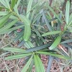 Podocarpus macrophyllus Leaf