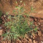 Euphorbia terracina Habit