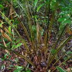 Sclerosperma mannii Habitus