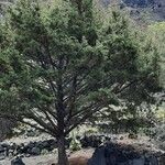 Juniperus canariensis موطن