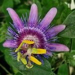 Passiflora amethystina花