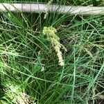 Carex vulpinoidea Hoja