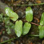 Veronica americana Bark